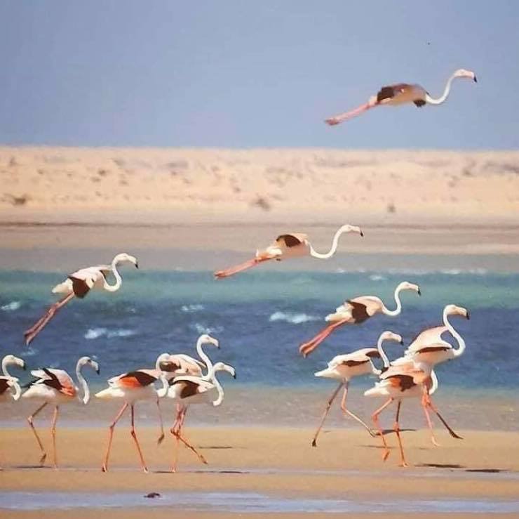 Vol flamand rose sable eau